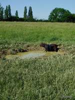 Hundeauslaufgebiet-Auberg-Bild