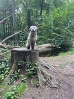 Hundeauslaufgebiet-An der Burg/Silvertbach-Bild