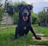 Wurfgeschwister gesucht-Beitrag-Bild