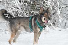 Rassenspezifische Farbbezeichnungen.... was ist euer Hund ? -)-Beitrag-Bild