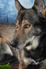 Hunde Porträt (Portrait) Galerie....-Beitrag-Bild