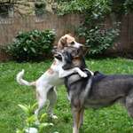 "Hund trainiert Hund" ; Austausch und Trainingspartner Suche/Angebote-Beitrag-Bild