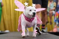 WorldPride in Sidney; "Doggywood-Parade" ...was haltet ihr von sowas ..?-Beitrag-Bild