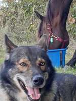 "Küsst" ihr eure Tiere/Hunde...sprecht ihr in "Babysprache" von oder mit ihnen ....etc..?-Beitrag-Bild