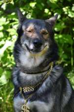 Die lustige Welt der Hunde-Mimik :)-Beitrag-Bild