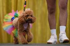 WorldPride in Sidney; "Doggywood-Parade" ...was haltet ihr von sowas ..?-Beitrag-Bild