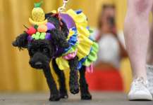 WorldPride in Sidney; "Doggywood-Parade" ...was haltet ihr von sowas ..?-Beitrag-Bild