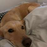 Ersteller:in Lisa Profilbild