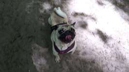 Hundetasche-Beitrag-Bild