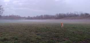 Hundeauslaufgebiet-Südpark-Bild