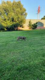 Hundeauslaufgebiet-Steinfurths Diek-Bild