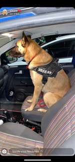 Teilt eure lustigsten und/oder süßesten Bilder von euren Vierbeinern mit uns !-Beitrag-Bild