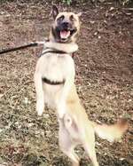 Teilt eure lustigsten und/oder süßesten Bilder von euren Vierbeinern mit uns !-Beitrag-Bild