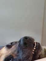 Teilt eure lustigsten und/oder süßesten Bilder von euren Vierbeinern mit uns !-Beitrag-Bild