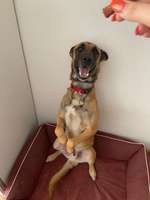 Teilt eure lustigsten und/oder süßesten Bilder von euren Vierbeinern mit uns !-Beitrag-Bild