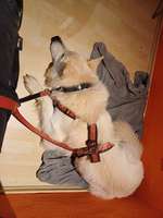 31. Impulskontrollübung: Artgenossen-Beitrag-Bild