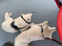 31. Impulskontrollübung: Artgenossen-Beitrag-Bild