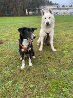 31. Impulskontrollübung: Artgenossen-Beitrag-Bild