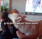 4. Kurzgeschichten Challenge Thema: Hundefreundschaften-Beitrag-Bild