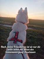 4. Kurzgeschichten Challenge Thema: Hundefreundschaften-Beitrag-Bild