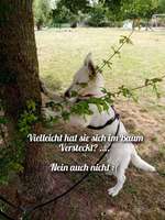 4. Kurzgeschichten Challenge Thema: Hundefreundschaften-Beitrag-Bild