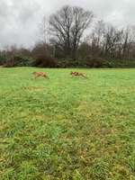 Hundeauslaufgebiet-Ostcharweg-Bild