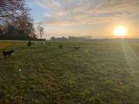 Hundeauslaufgebiet-Ostcharweg-Bild