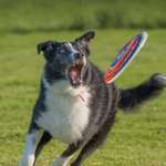 Ersteller:in Raphael Profilbild