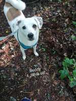 Schulhund-Beitrag-Bild