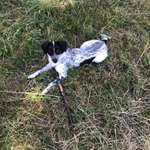 Ersteller:in Zola Profilbild