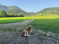 Hundeauslaufgebiet-Starzlachrunde-Bild