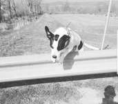 Sport mit hund-Beitrag-Bild