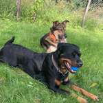 Ersteller:in Alica Profilbild