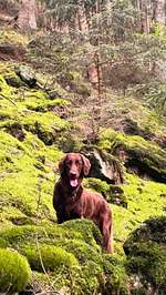 Flat Coated Retriever-Beitrag-Bild