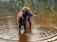 Flat Coated Retriever-Beitrag-Bild
