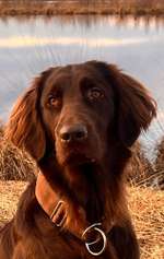 Flat Coated Retriever-Beitrag-Bild