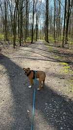Hundeauslaufgebiet-Wittringer Wald-Bild