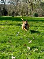 Hundeauslaufgebiet-Wittringer Wald-Bild