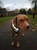 Hundeauslaufgebiet-Westlich Hellmesbergerweg-Bild