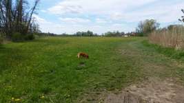 Hundeauslaufgebiet-Hainhofen-Ottmarshausen-Bild