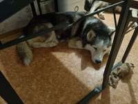 Mein Sibirian Husky (13) frißt nicht, weil seine Husky Dame (9) heiß ist....-Beitrag-Bild