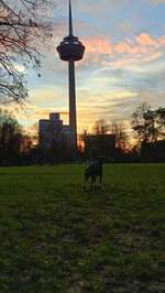 Hundeauslaufgebiet-Innerer Grüngürtel/Herkulesberg-Bild