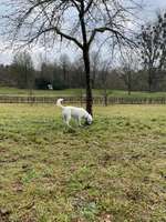 Hundeauslaufgebiet-Apfelbaumwiese-Bild