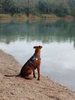 Hundeauslaufgebiet-Baggersee Hockenheim-Bild