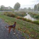 Hundeauslaufgebiet-Naherholungsgebiet Kraichbach Hockenheim-Bild