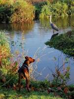 Hundeauslaufgebiet-Naherholungsgebiet Kraichbach Hockenheim-Bild