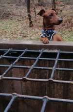 Hundeauslaufgebiet-"Reilinger Eck" Hardtwald-Bild