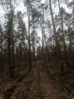 Hundeauslaufgebiet-"Reilinger Eck" Hardtwald-Bild