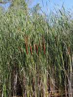 Hundeauslaufgebiet-Baggersee Hockenheim-Bild