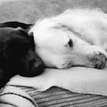 Ersteller:in Svenja Profilbild